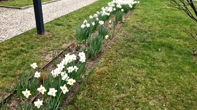 lovely white flowers lining the path are Daffodils specifically  variety of white Narcissus. They are classic heralds of spring
