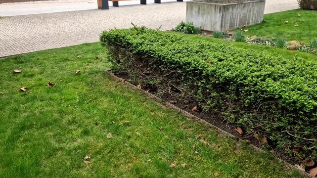 ievergreen shrub from honeysuckle family, growing to height of 1 meter. It comes from China and is also grown in as an ornamental tree, in flowerbed as a pruned cover, low