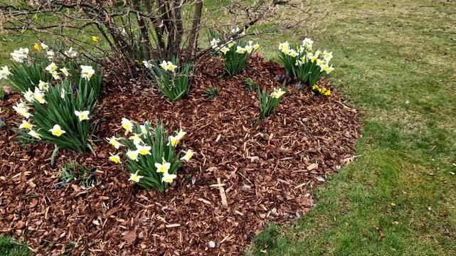 lovely white flowers lining the path are Daffodils specifically  variety of white Narcissus. They are classic heralds of spring