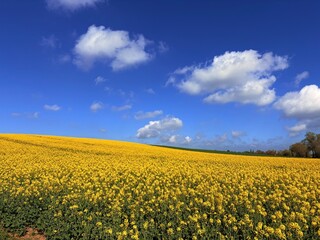 Fototapeta premium yellow field and blue sky