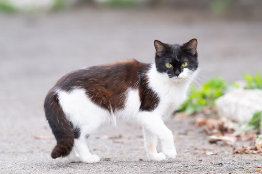  photo of a cat outside