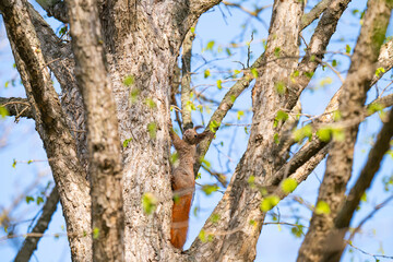 Obraz premium A photo of a squirrel in a tree