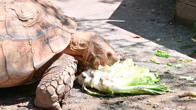 キャベツをむしゃむしゃと食べるゾウガメ