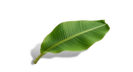 Obraz premium A single green banana leaf with prominent veins, isolated on a white background with subtle shadow.