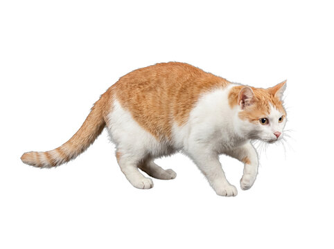 Agile orange and white domestic cat in a low, stalking pose, ready to pounce on its prey.