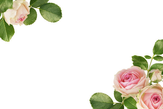 Small pink rose flowers and green leaves in a beautiful corner arrangements isolated on white or transparent background