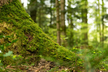 Obraz premium A ground level view of thick green moss growing on the bark of a tree base with a blurred woodland background in spring