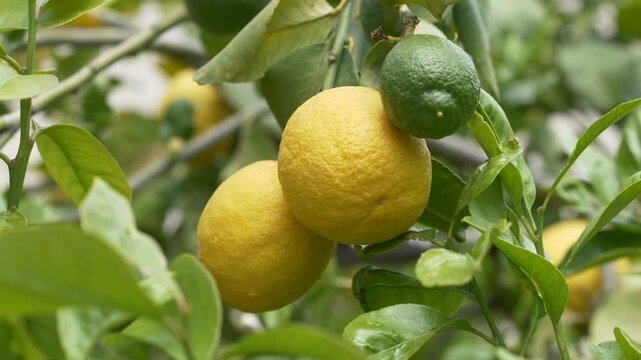 Ripe lemons Citrus limon growing on tree, representing organic farming, fresh harvest and healthy natural food. Close-up of citrus fruits, symbolizing vitamin-rich food and sustainable cultivation.