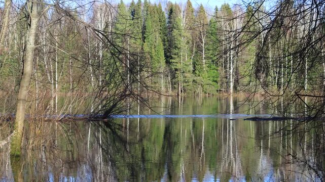 A flooded river in a forest in northeastern Europe on a sunny day in mid-April