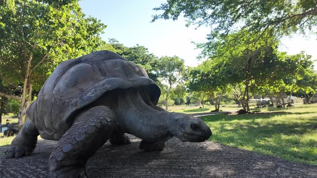 Giant Aldabra Tortoise Walking in Mauritius 4K | Osmo Pocket 3