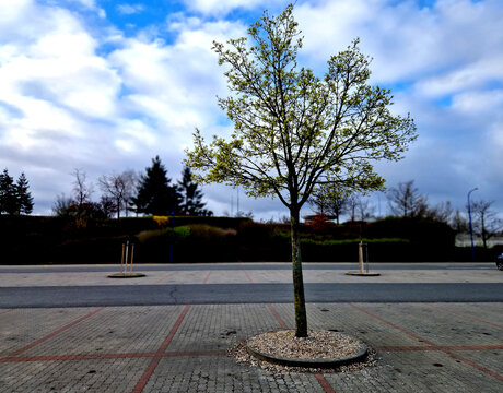 planted in a tree pit. tough environment for any plant because ​Limited Root Space The roots are confined by surrounding pavement.mulch gravel around the base helps retain moisture