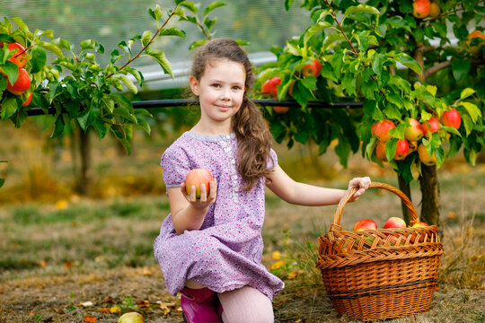 Smiling girl holding apples in an orchard during harvest season, kneeling beside a wicker basket, enjoying a joyful autumn day outdoors, real life moment.