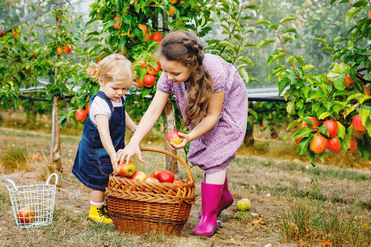 Two young siblings picking apples in an orchard, carrying baskets during harvest season, enjoying a playful autumn day outdoors, real life family moment. Happy toddler girl and school sister.