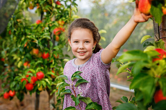 Smiling girl holding apples in an orchard during harvest season, kneeling beside a wicker basket, enjoying a joyful autumn day outdoors, real life moment.
