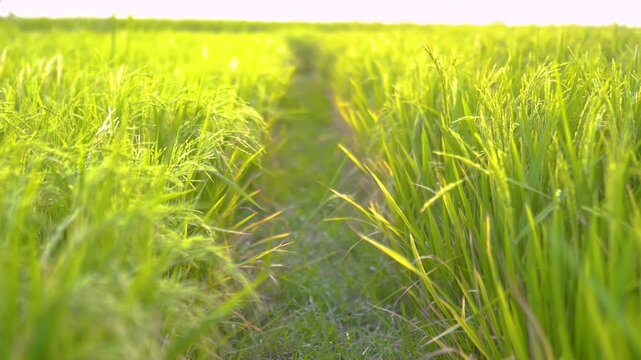 Rice ears bathed in the light of dusk