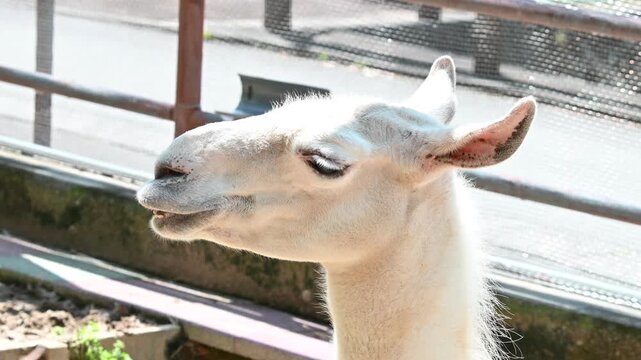 うとうとするラマ