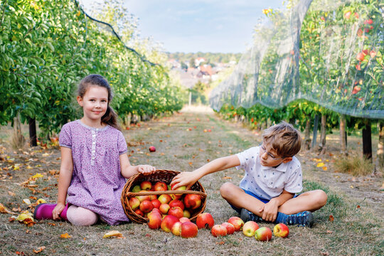 Two happy children sitting in an apple orchard with a basket full of fresh apples, enjoying harvest season outdoors, smiling real life childhood moment. Funny boy and girl.