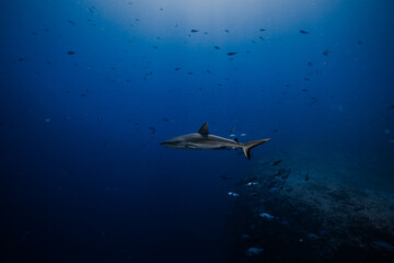 Fototapeta premium shark with fish