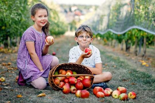 Portrait of little girl and kid boy with red apples in organic orchard. Happy siblings, children, brother and sister picking ripe fruits from trees and having fun. Harvest season for family.