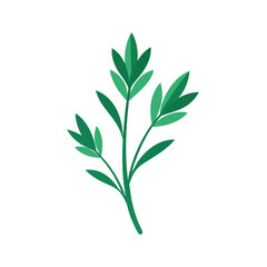 Obraz premium Green parsley herb sprig with delicate leaves, isolated on transparent background, natural ingredient