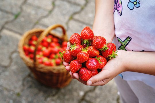 Close-up of a girl holding ripe, sweet strawberries in her hand. Real life, real people moment of childhood joy, summer harvest, and outdoor fun in nature