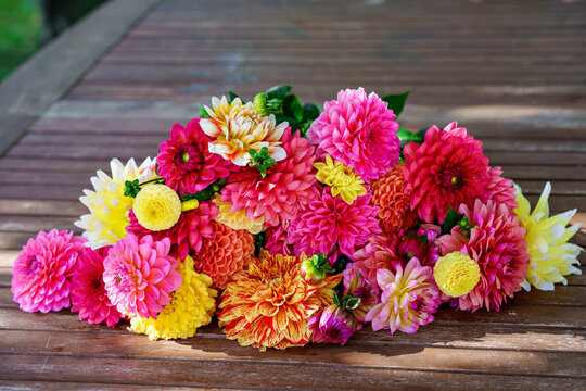 Different pink, orange and yellow Dahlia flowers. Colorful dahlia garden flowers, wallpaper backdrop. Blossoming dalias bloom