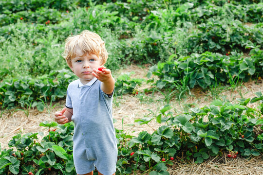 Little boy picking strawberries on a sunny summer day. Happy child enjoying nature and fresh fruit outdoors. Real life, real people, childhood, summer, healthy, fun