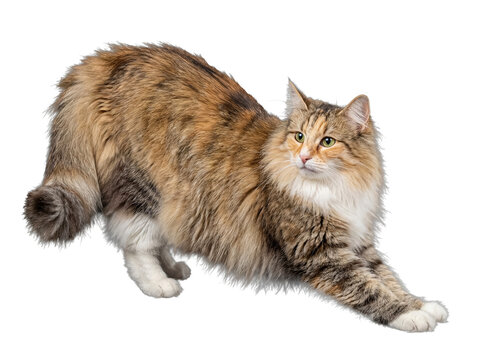 A beautiful long-haired calico cat stretching playfully forward, looking curious on a transparent background.