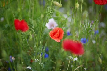 Obraz premium Closeup of a colorful wildflower meadow with blooming red poppies, blue cornflowers and fresh green stems in soft natural summer light