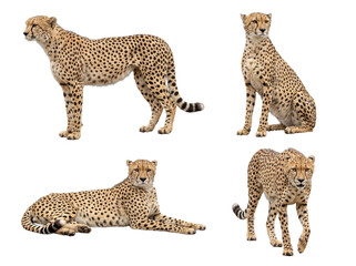 Majestic cheetahs captured in diverse, natural poses: standing, sitting, resting, and walking. © Steven
