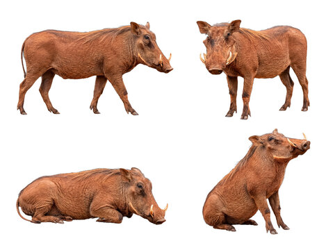 Diverse set of four common warthogs in various poses, isolated on a transparent background.