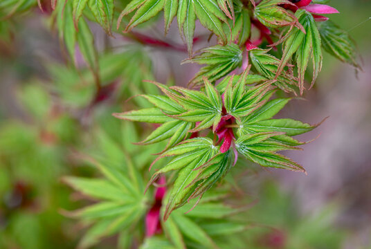 closeup on japanese maple sango kaku with leaf at heart and branches pink and green  leaf growing in the tree  at spring