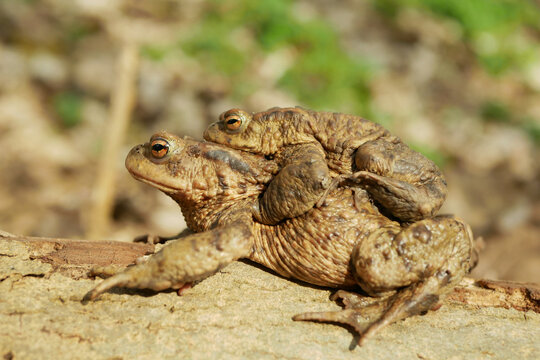 Pair mating European common toad Bufo bufo Bufonidae amphibians frog successful frogspawn inguinal and axillary amplexus engaging species reproductive behavior male embraces clasping climb female