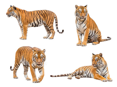 Dynamic collection of four magnificent Bengal tigers in varied active and resting poses.