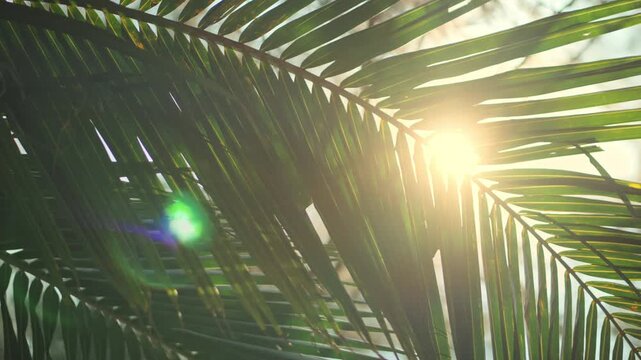 Beautiful sunlight shining through green palm leaves in a tropical garden. Low angle shot of coconut fronds with bright sun flare and lens flare effect, creating a warm summer atmosphere for wellness,