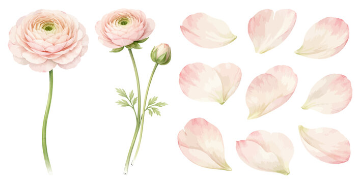 A graceful watercolor ranunculus collection featuring soft blush pink blooms delicate buds airy stems and scattered petals illustrated in an elegant botanical style