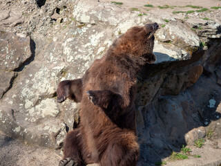 Fototapeta premium Funny brown bear leaning against a rock and scratching its back in the sun. The scene is captured in a sunny outdoor environment, likely a zoo or wildlife park, highlighting the animal's thick fur.