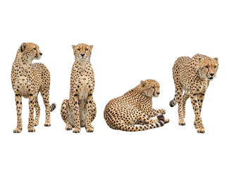Majestic cheetahs captured in diverse, natural poses: standing, sitting, resting, and walking. © Philip
