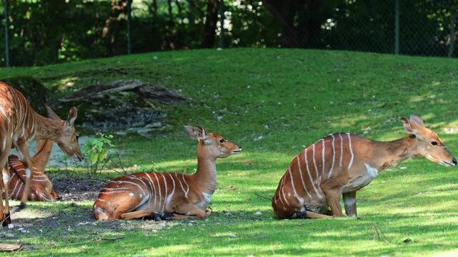 The nyala, Tragelaphus angasii is a spiral-horned antelope native to Southern Africa. It is a species of the family Bovidae and genus Nyala, also considered to be in the genus Tragelaphus. 