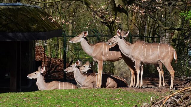 The nyala, Tragelaphus angasii is a spiral-horned antelope native to Southern Africa. It is a species of the family Bovidae and genus Nyala, also considered to be in the genus Tragelaphus. 