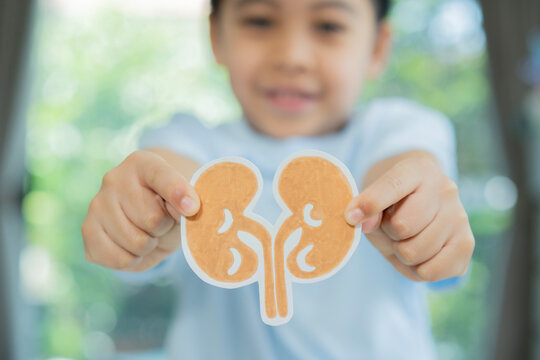 Little boy with paper kidneys standing over nature background at home.
