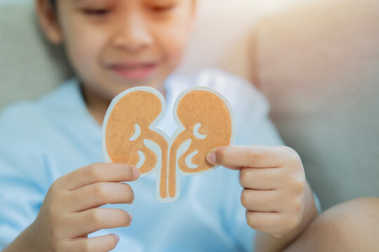 Little child holding kidney shape at home. World kidney day, Organ Donor Day