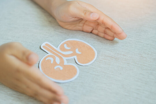 Paper kidneys organ model between kid's hands on beige fabric background.