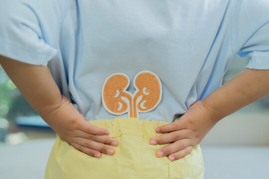 Rear view of little child with paper of kidneys organ, standing at home.