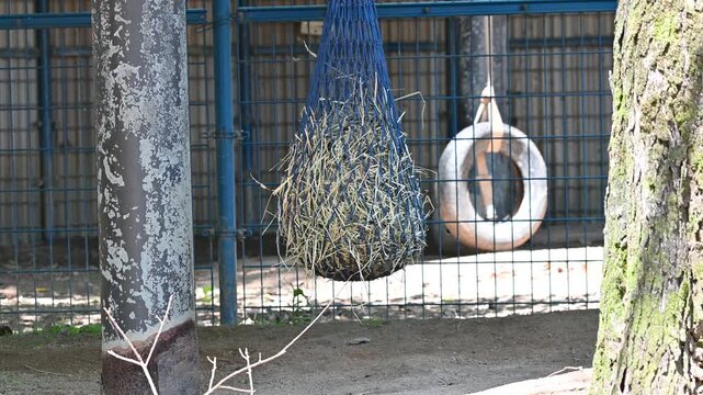 ネットで吊るされた干し草