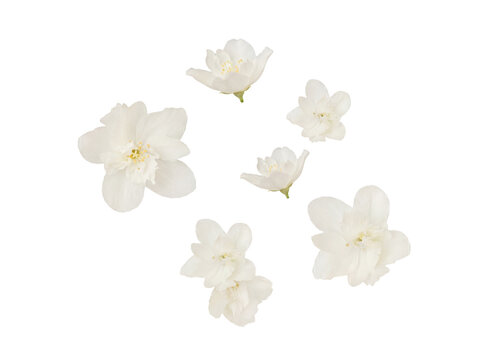 Multiple individual white jasmine flowers, symbolizing purity and grace, isolated on a transparent background.
