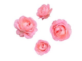 Fototapeta premium Four delicate pink rose blooms, perfectly isolated on a transparent background, showcasing their natural soft beauty.