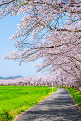 Obraz premium 都幾川桜堤