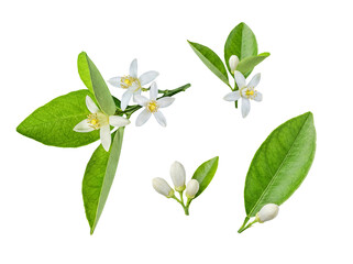 Obraz premium Fresh white orange blossoms with vibrant green leaves and delicate buds, isolated on transparent.