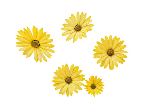 A cluster of luminous yellow daisy-like flowers, showcasing their vibrant petals on a transparent background.